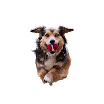 perro con pelota fondo transparente en PNG