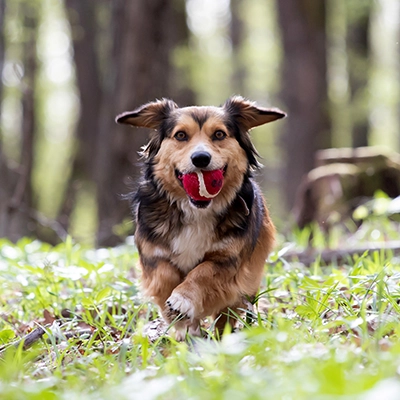 perro con pelota en WEBP