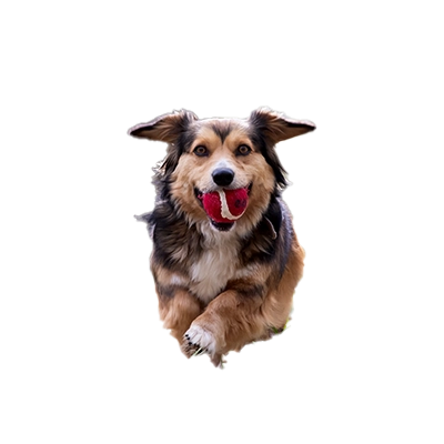 perro con pelota fondo transparente en WEBP