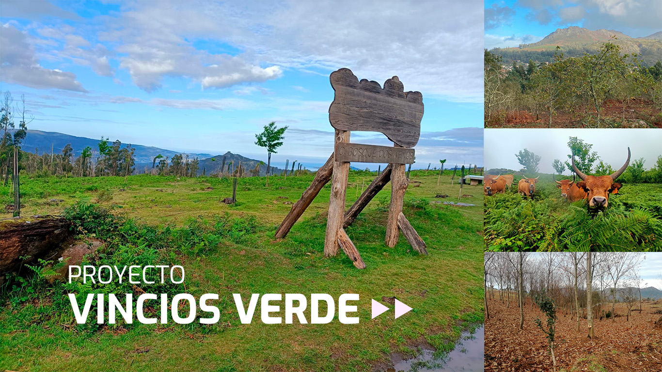 Colaboración medioambiental_ Proyecto Vincios Verde