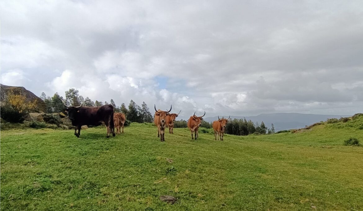 Vaca cachenas en Vincios