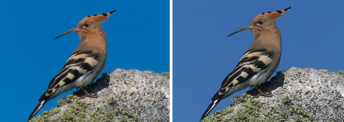 Imagen con enfoque ajustado con IA